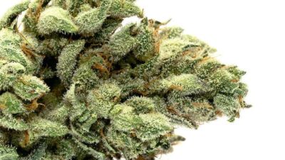 Indoor cannabis gg4