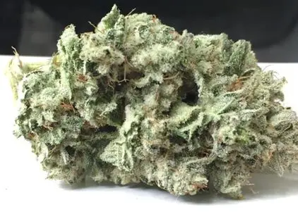 Glue